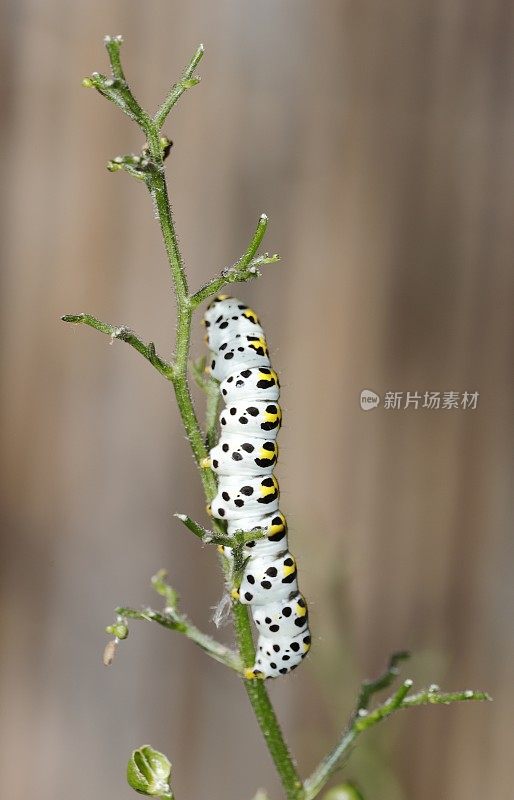 水Betony Moth (Cucullia scrophulariae)毛虫